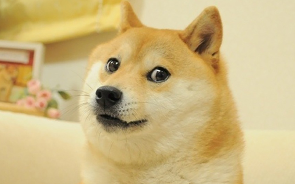 Real doge